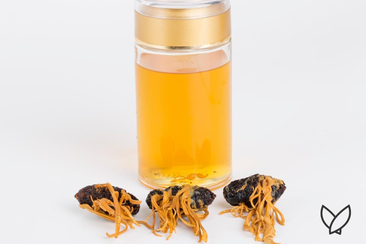 Can Cordyceps Really Fight Inflammation? - HONE