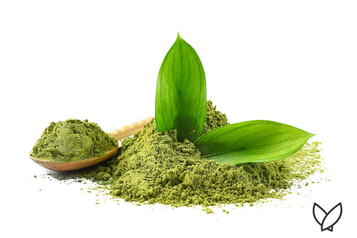 Drink A Cup of Matcha Tea Every Morning To Boost Energy and Focus