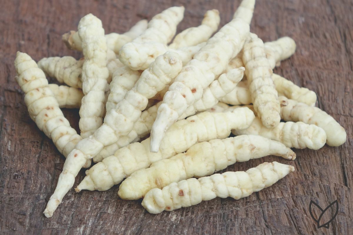 Is It Safe to Consume Cordyceps During Pregnancy? - HONE