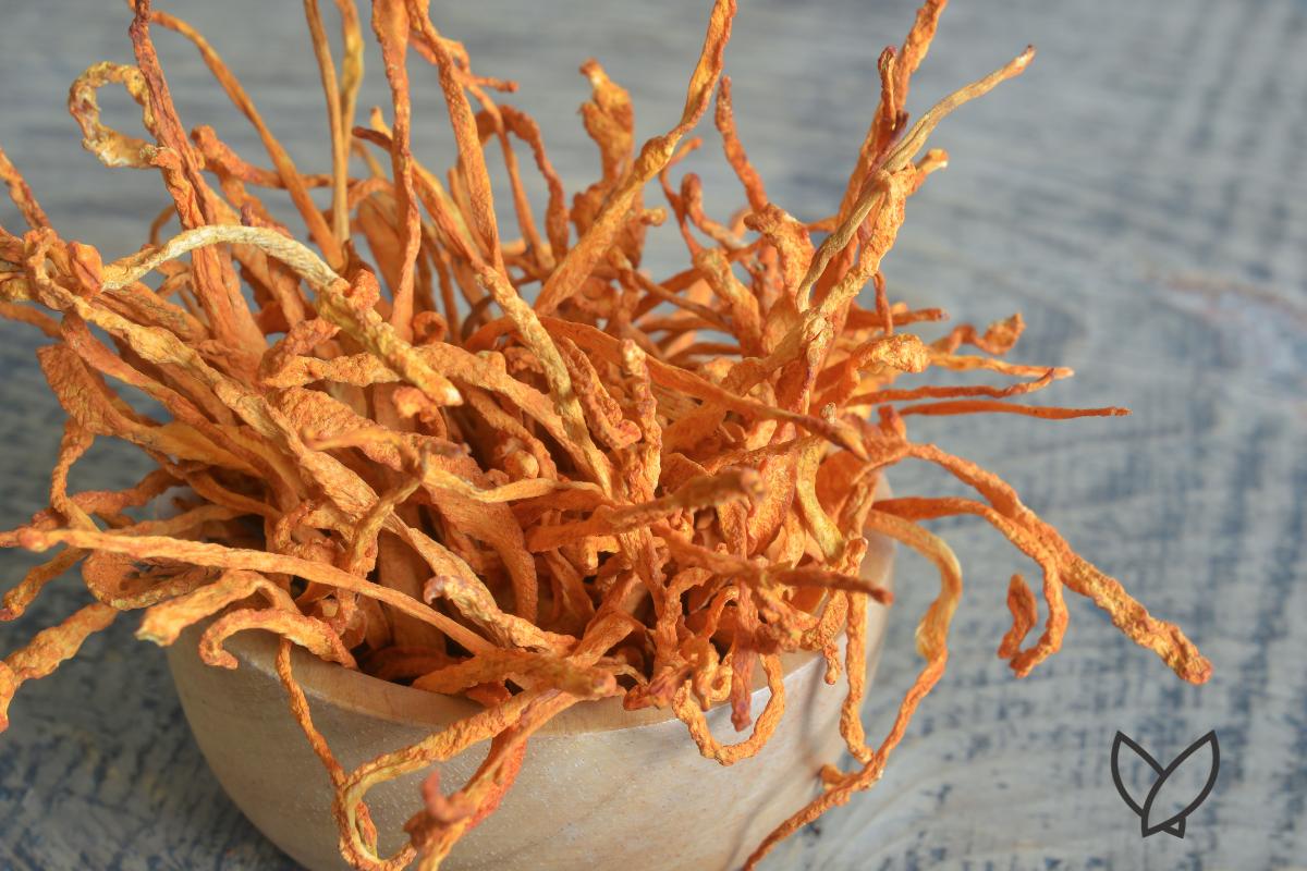 The Anticancer Effects of Cordyceps in Lung Cancer - HONE