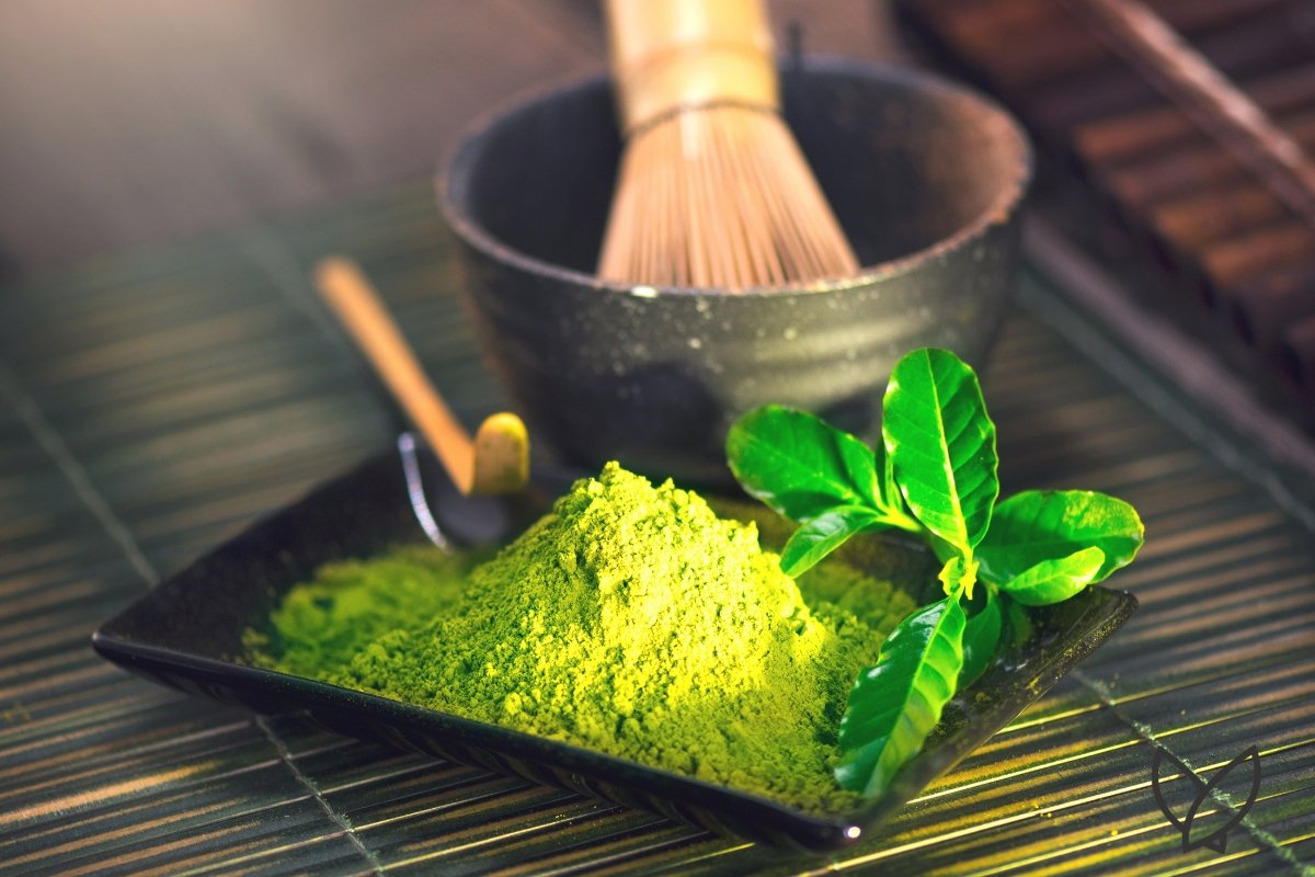 What Plant Does Matcha Come From? - HONE